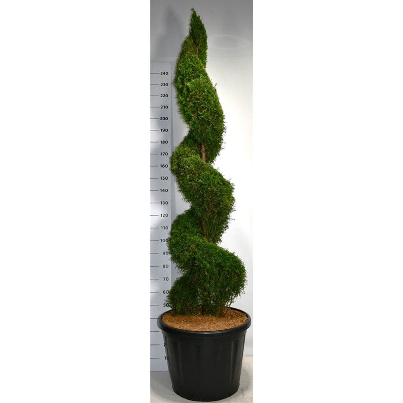 Thuja – Thuja occidentalis 'Smaragd' - C110 200-225 cm. Spiraal